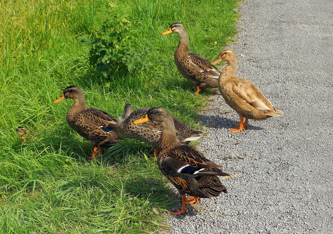 ducks curious young animals free photo