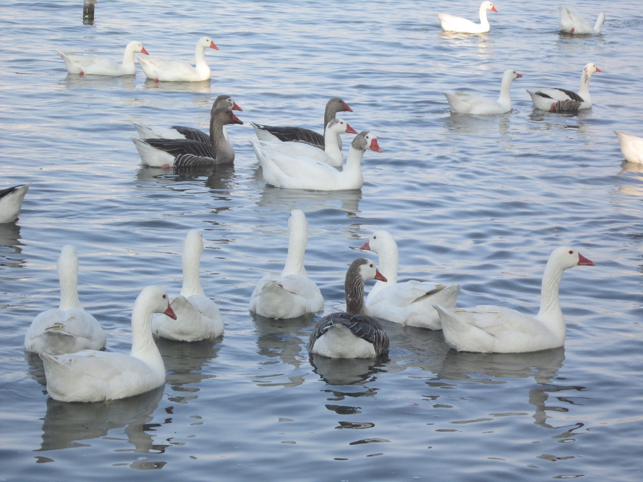 ducks flock nature free photo