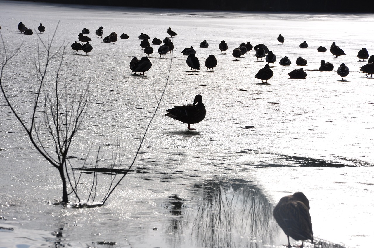 ducks winter ice free photo