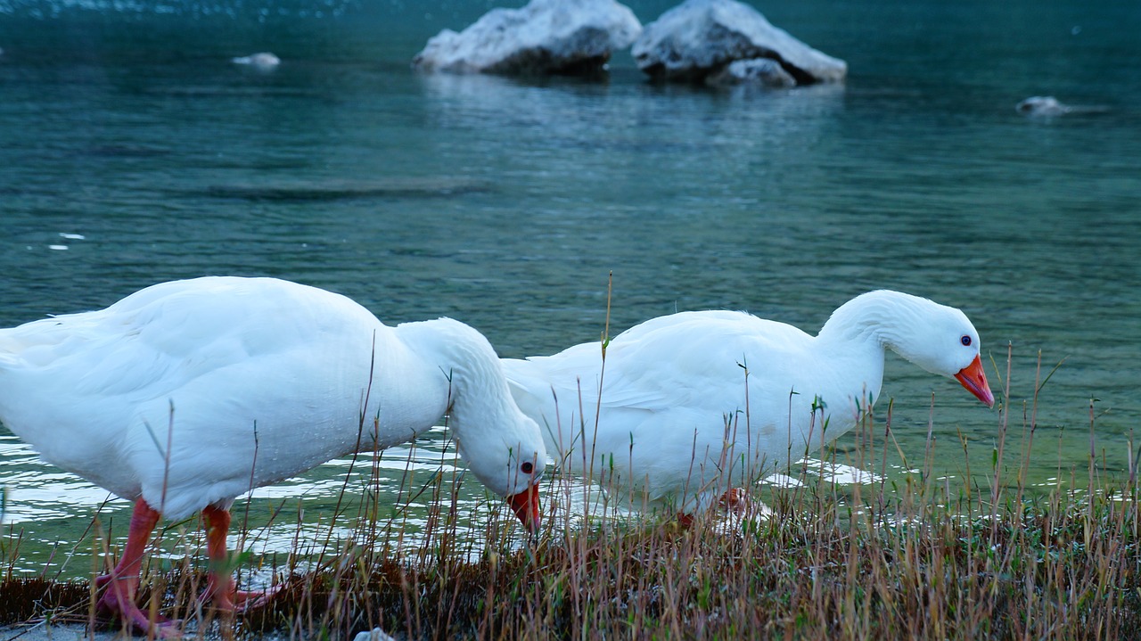 ducks lake couple free photo