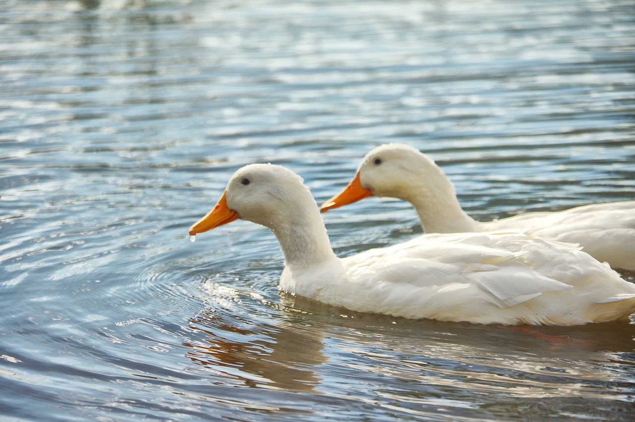 ducks lake couple free photo