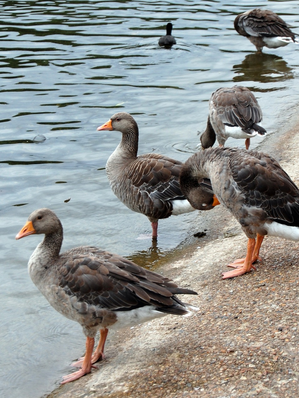 ducks pond water free photo