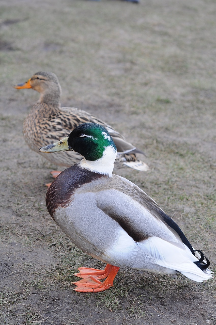 ducks male female free photo