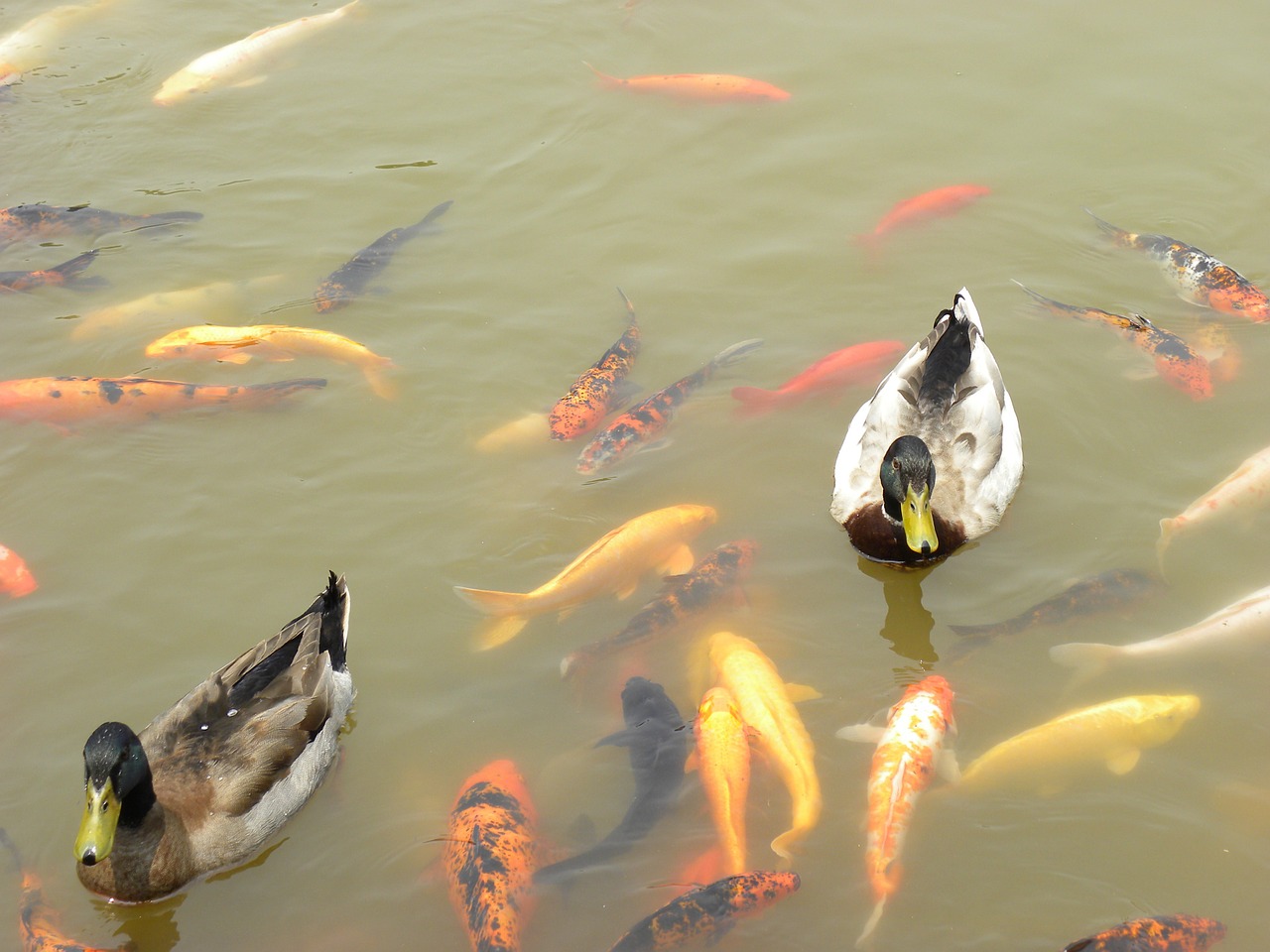 ducks koi goldfish free photo