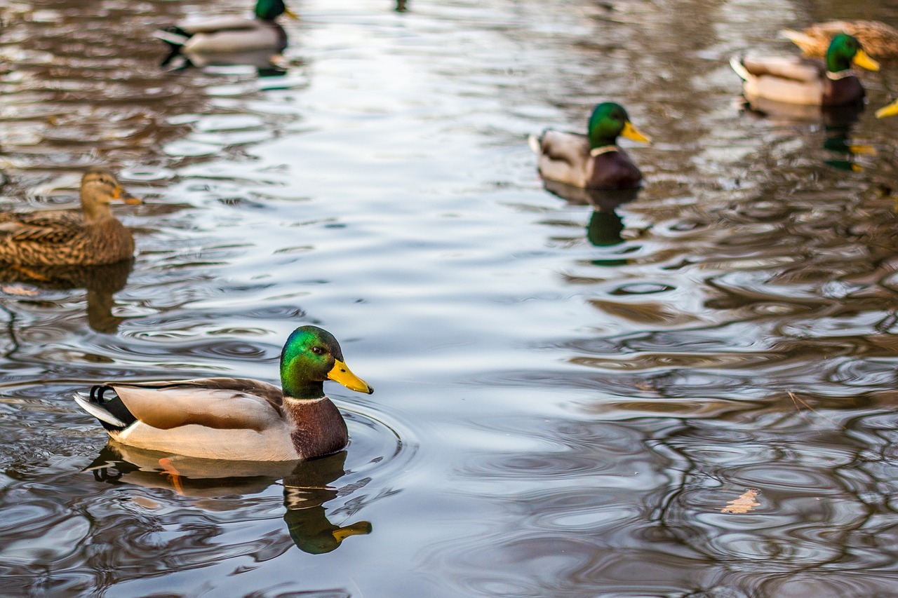 ducks mallards lake free photo