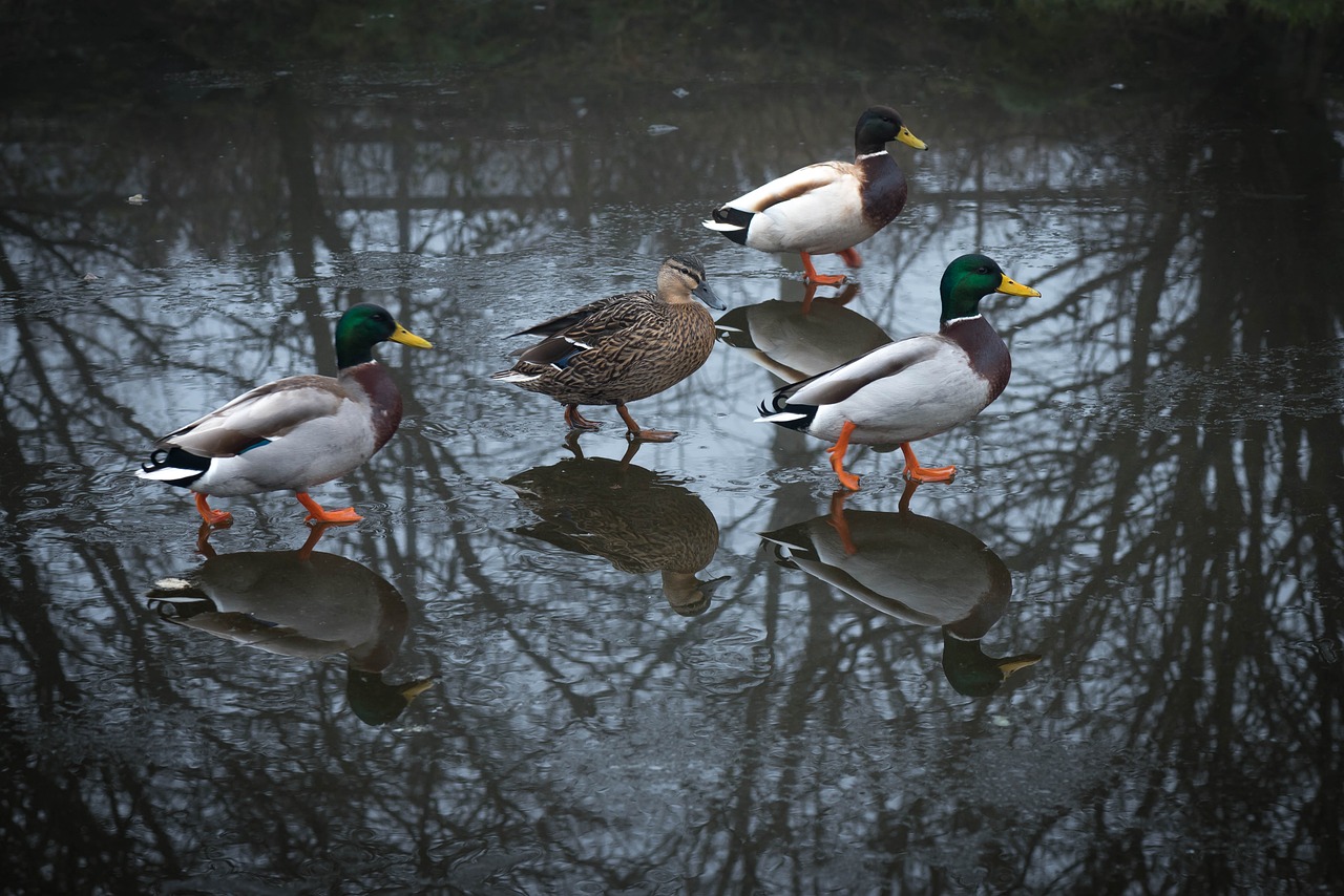 ducks mallards wildlife free photo