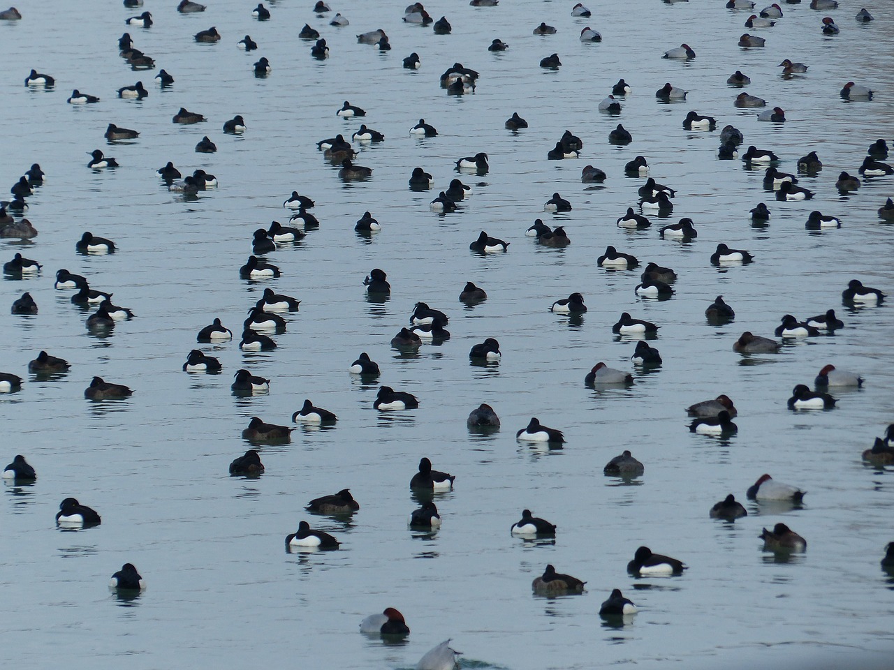 ducks waterfowl water free photo