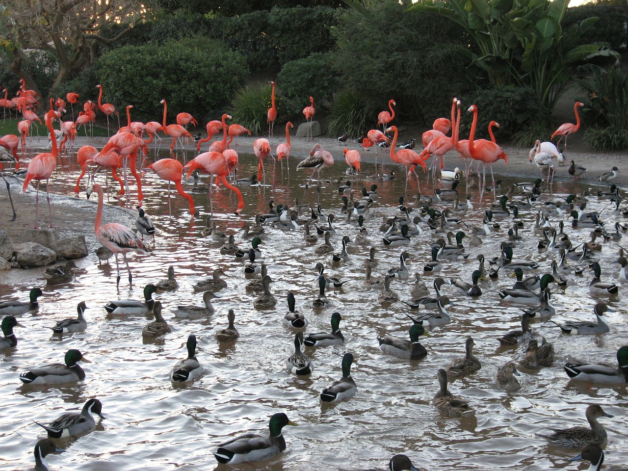 ducks pond flamingo free photo