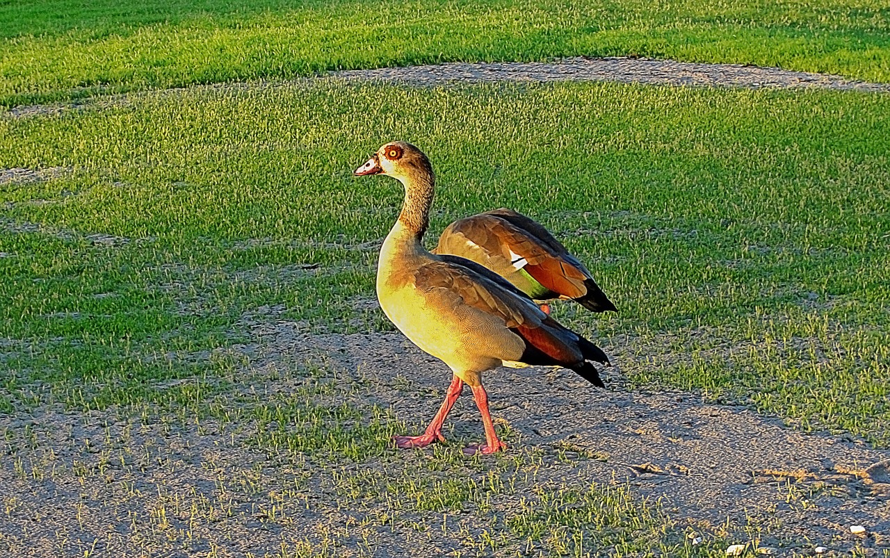 ducks golf course waterfowl free photo