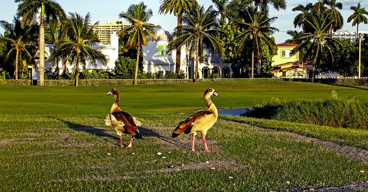 ducks golf course waterfowl free photo