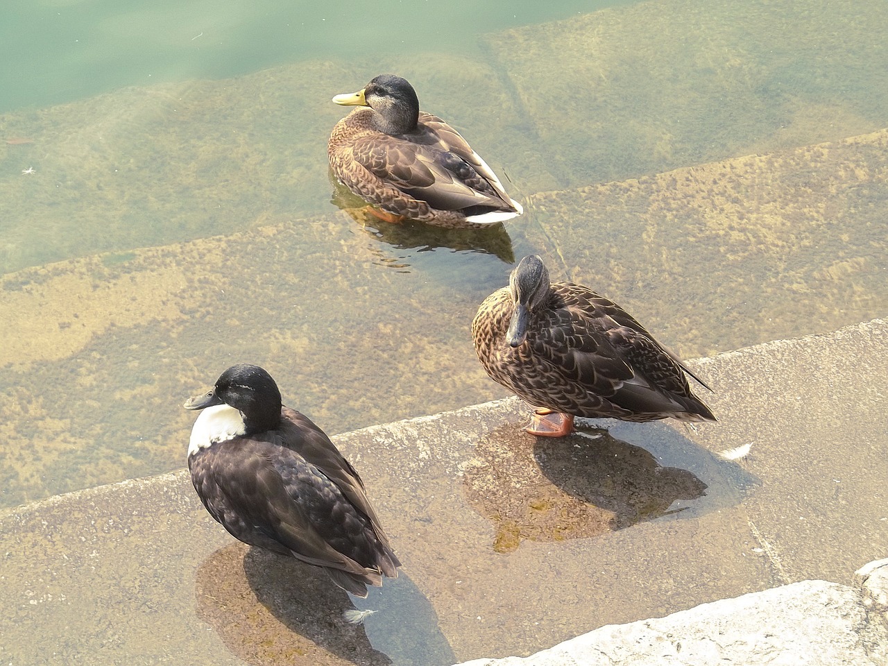 ducks bank water free photo