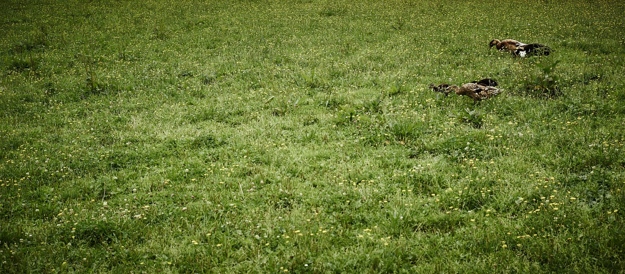 ducks green landscape free photo