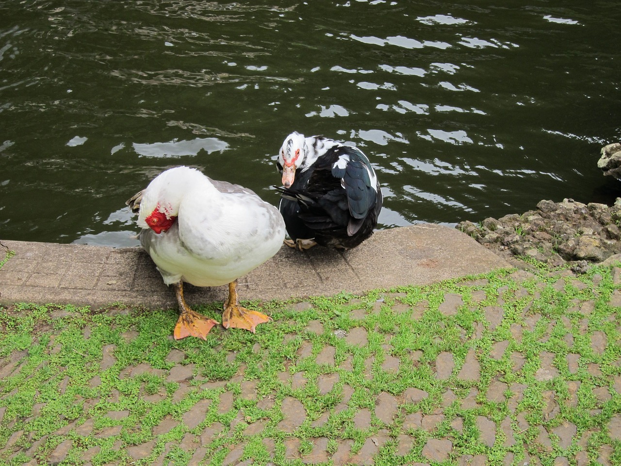 ducks bird pond free photo