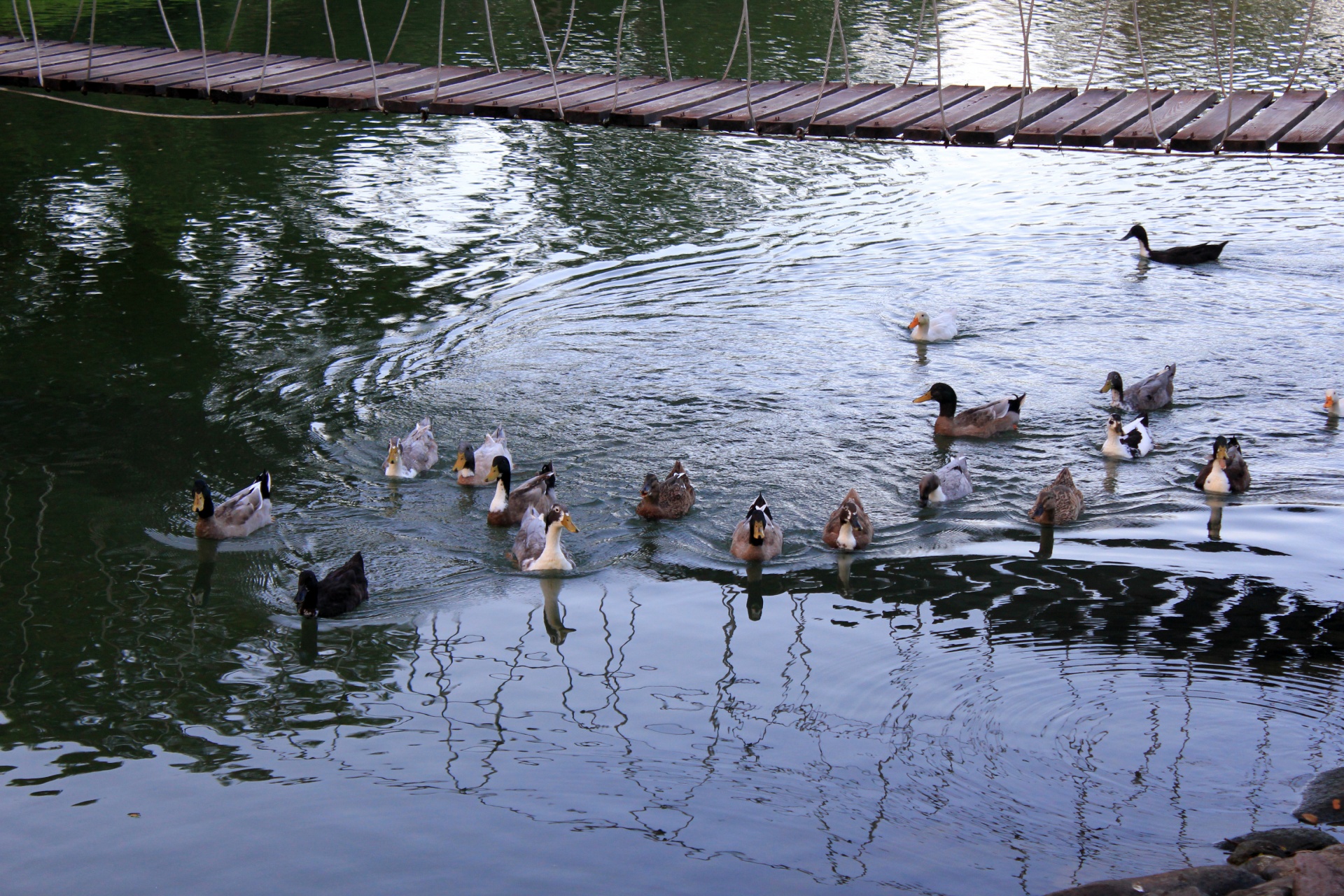 ducks ducklings ducks ducklings free photo
