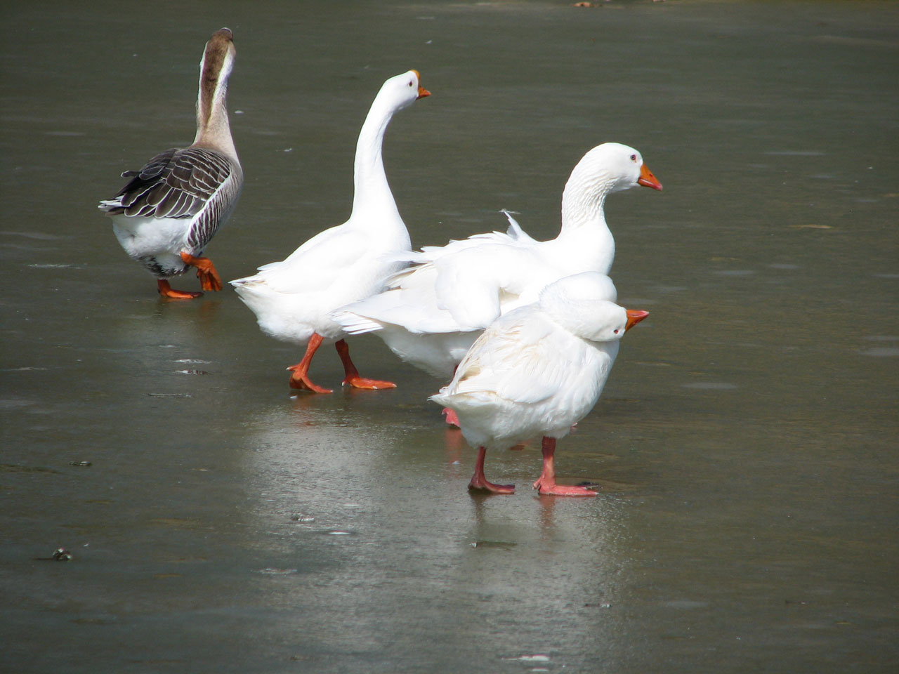 ducks geese ice free photo