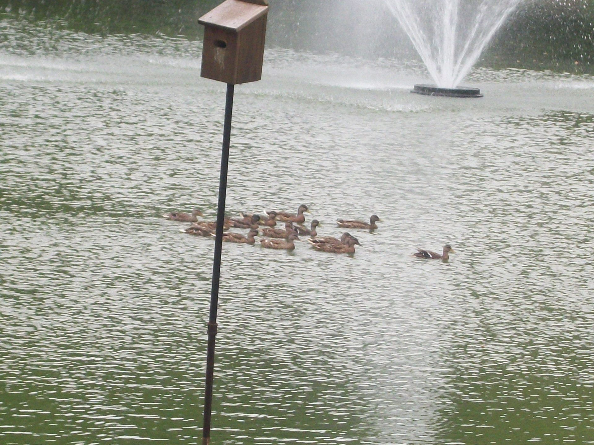 water pond ducks free photo