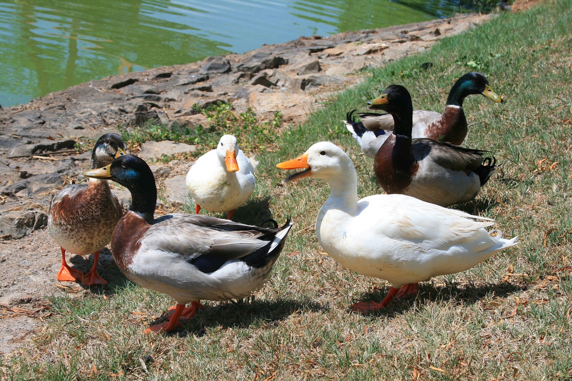 ducks fowl pond free photo