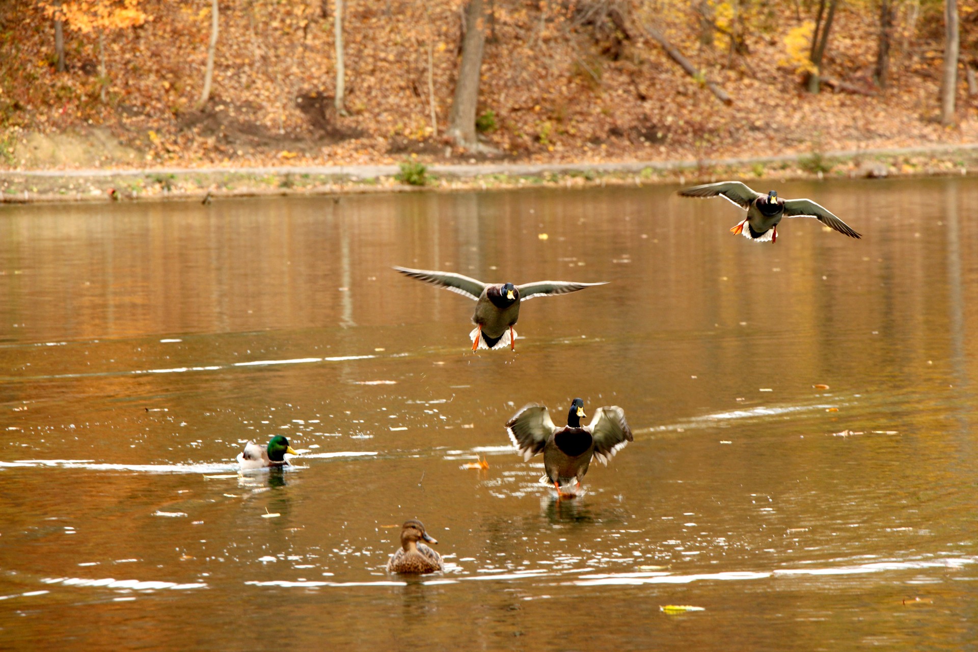 duck ducks fly free photo