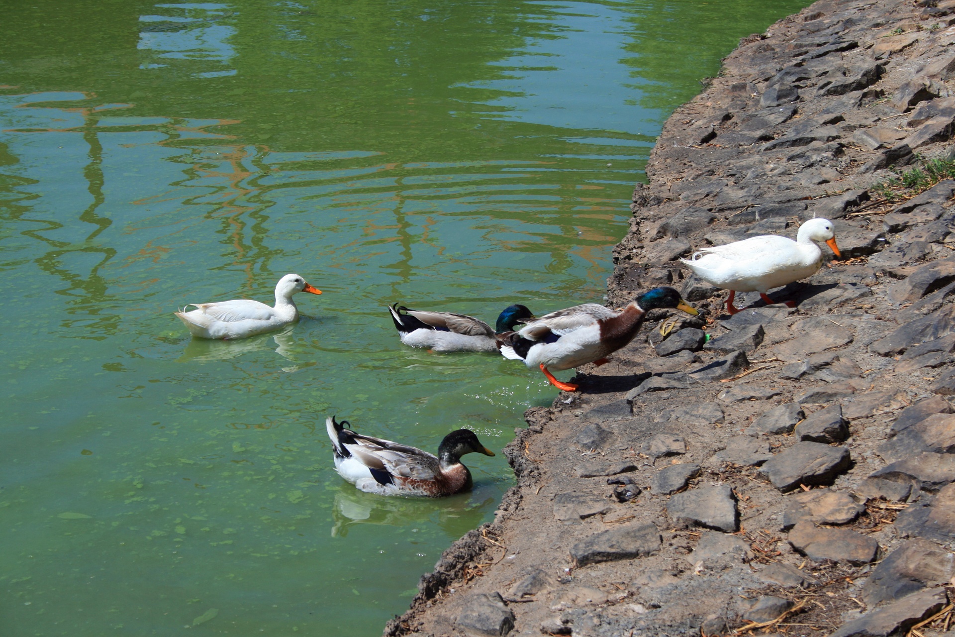 ducks group water free photo