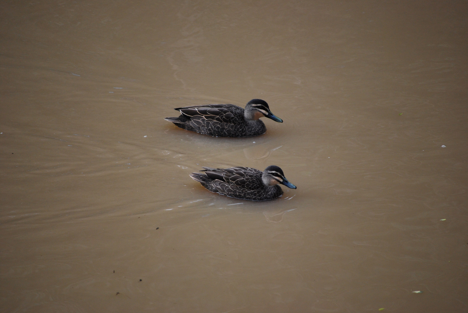 ducks creek ducks in  creek free photo