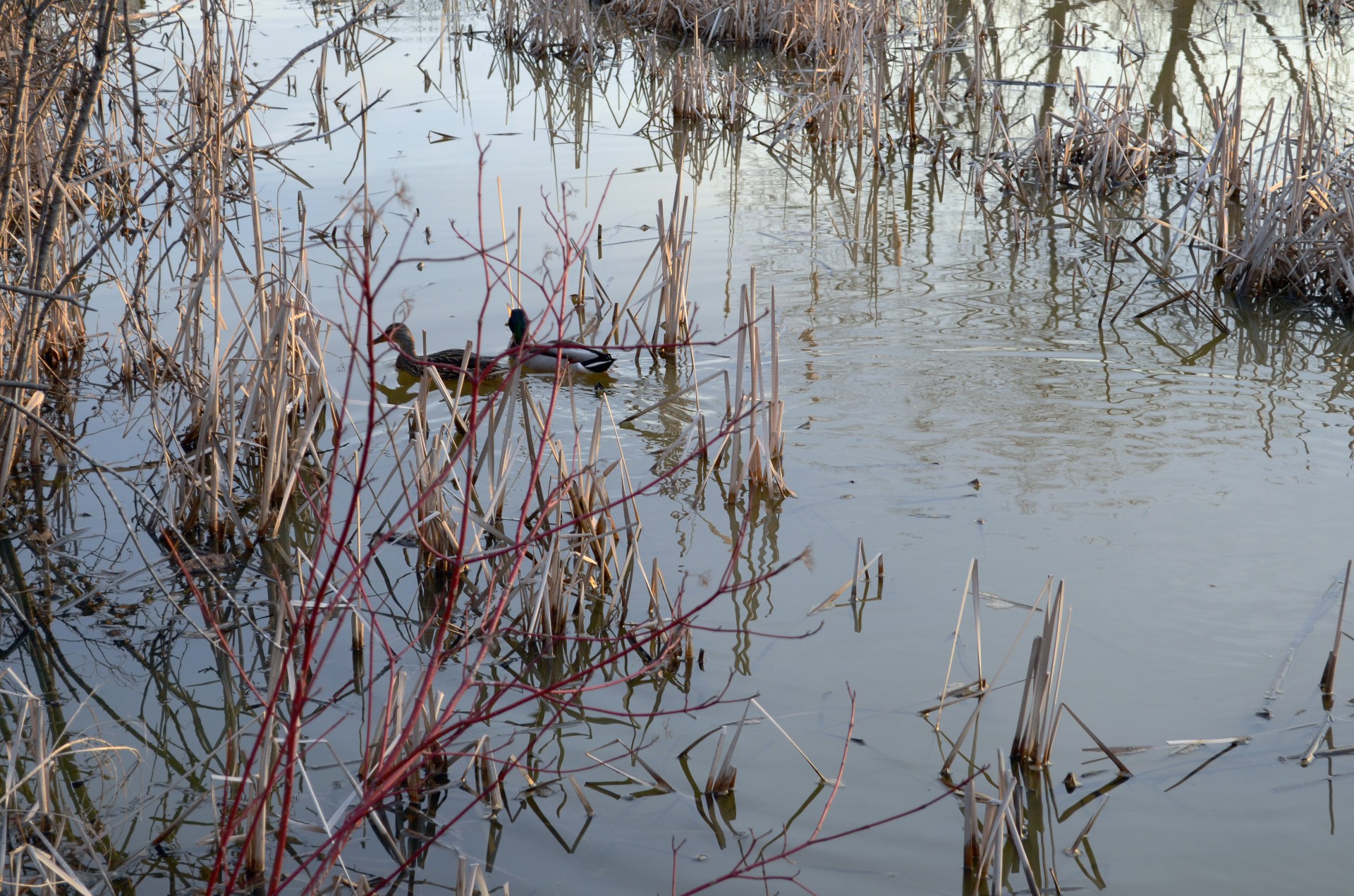 ducks reeds marsh free photo