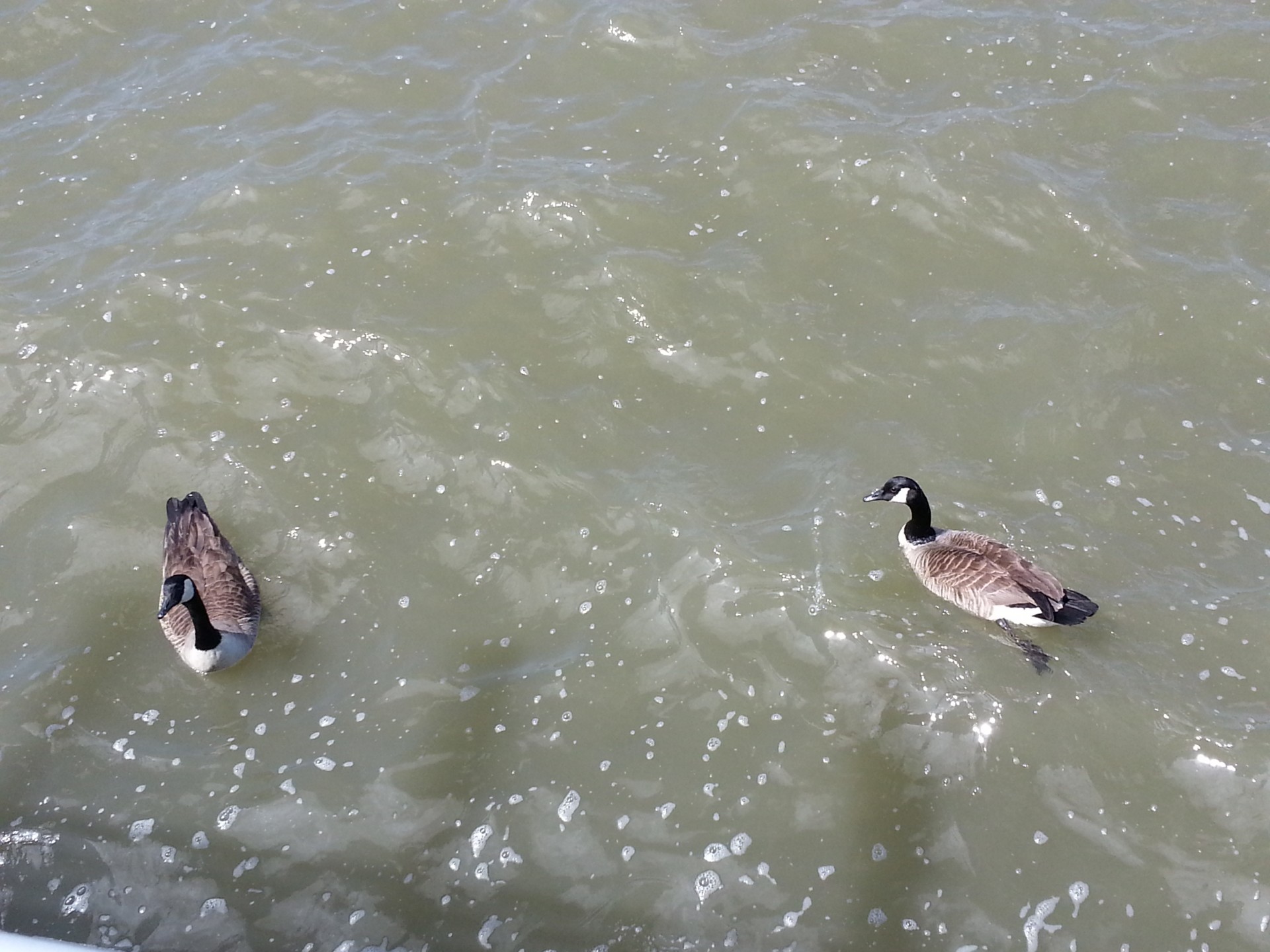 hudson river ducks spring free photo