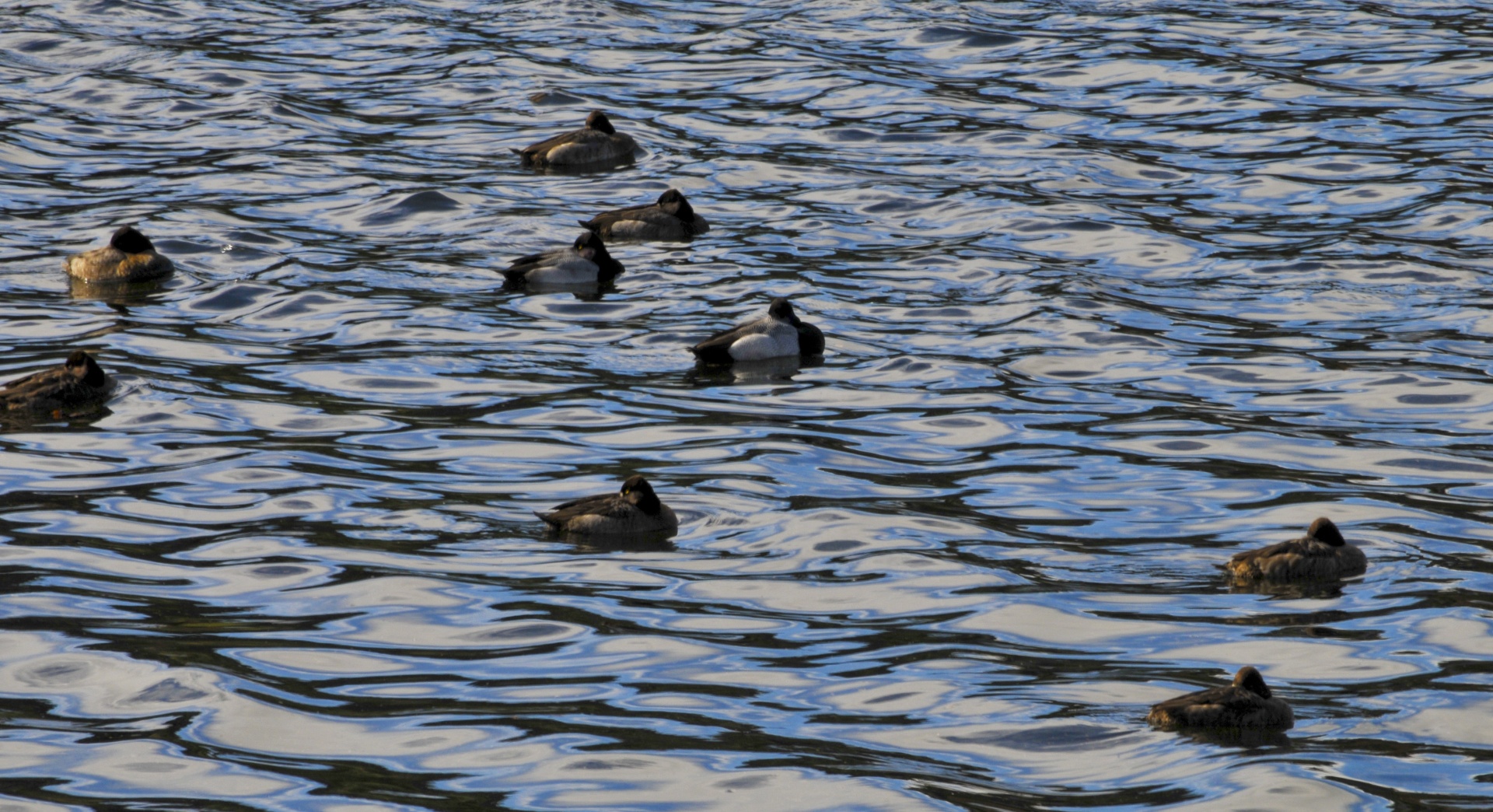 ducks duck bird free photo