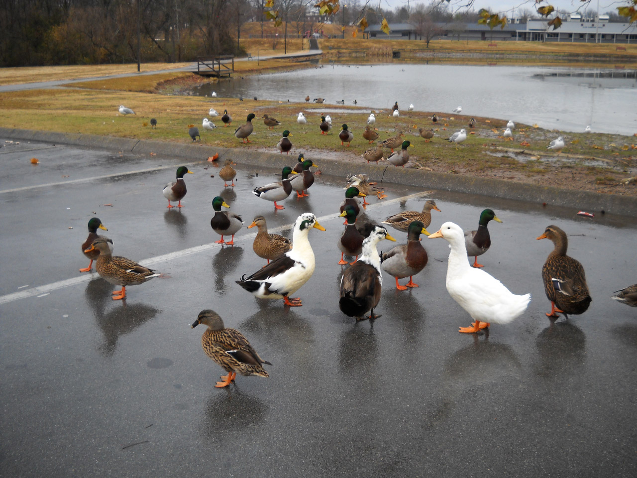 ducks park pond free photo