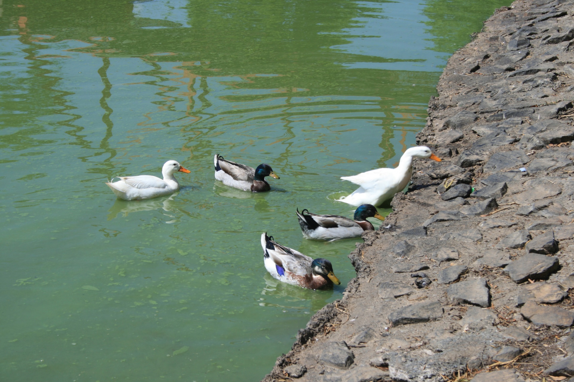 ducks white mallards free photo