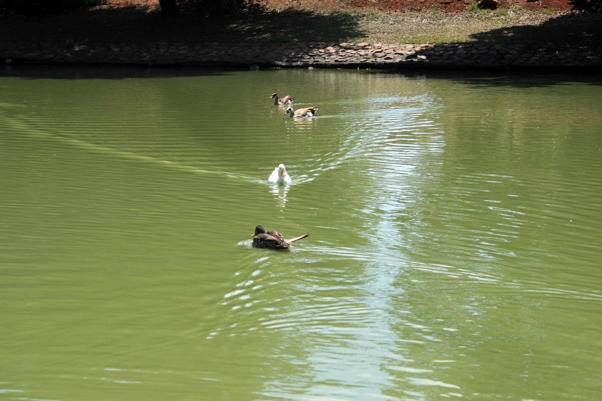 ducks pond water free photo