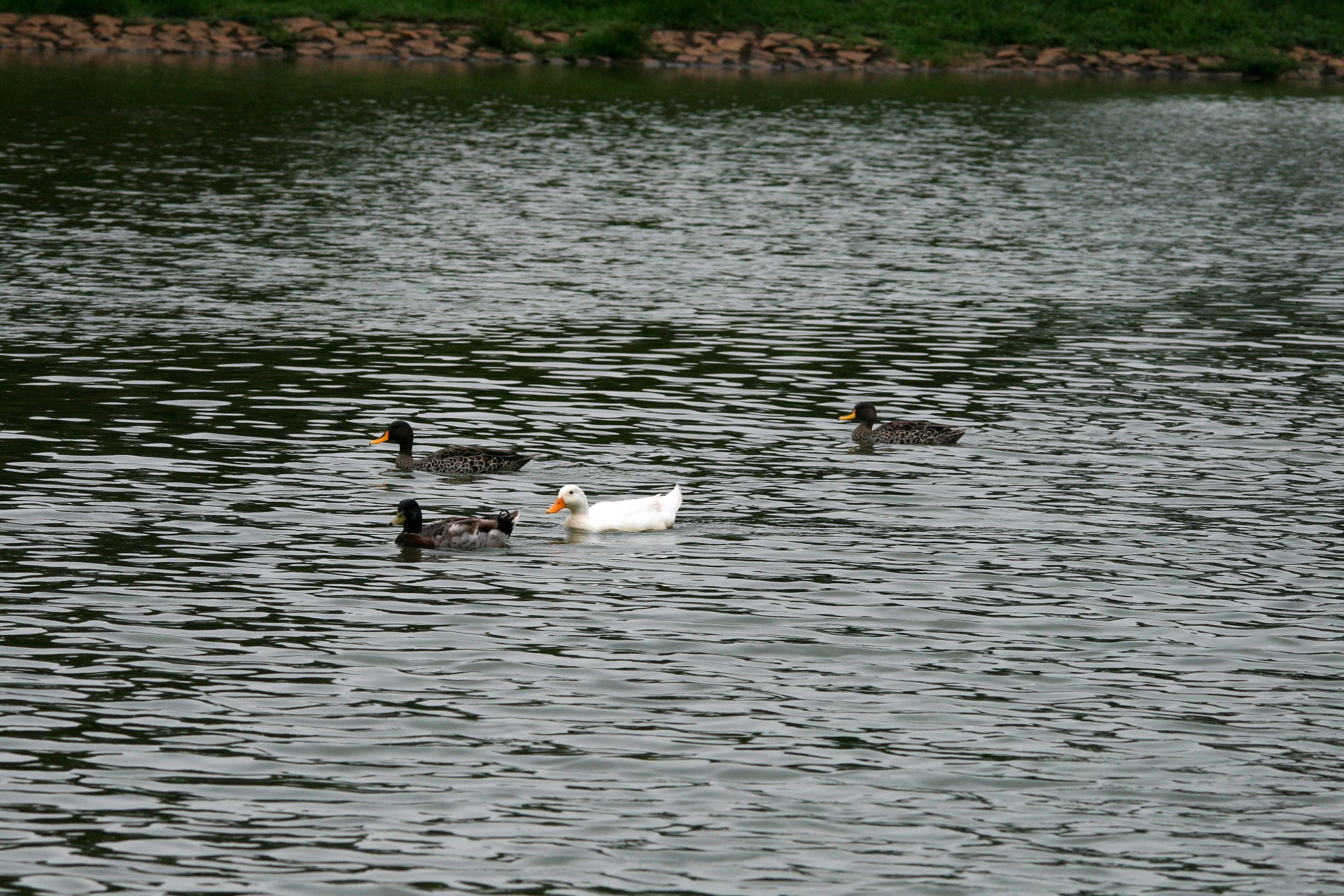 pond water ducks free photo