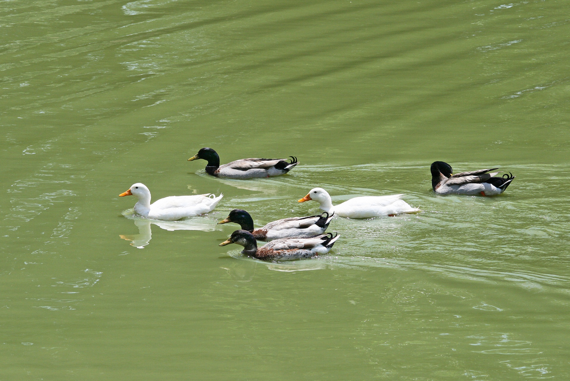 water pond ducks free photo