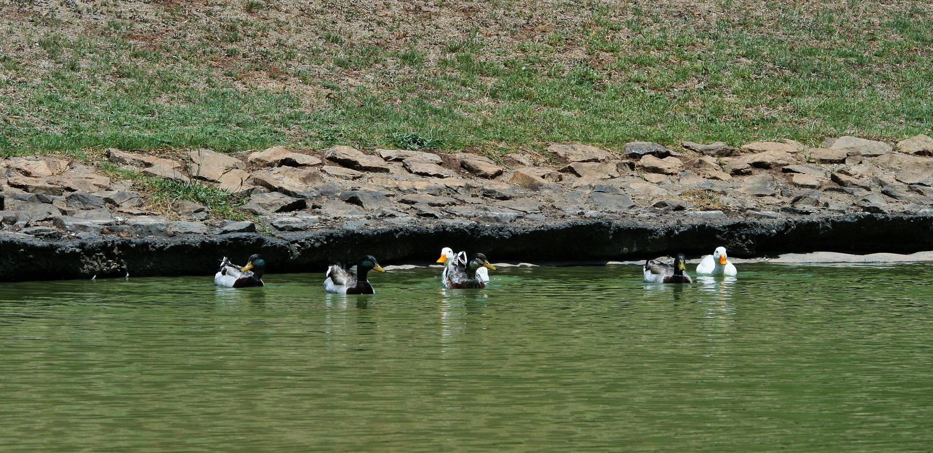 ducks row pond free photo