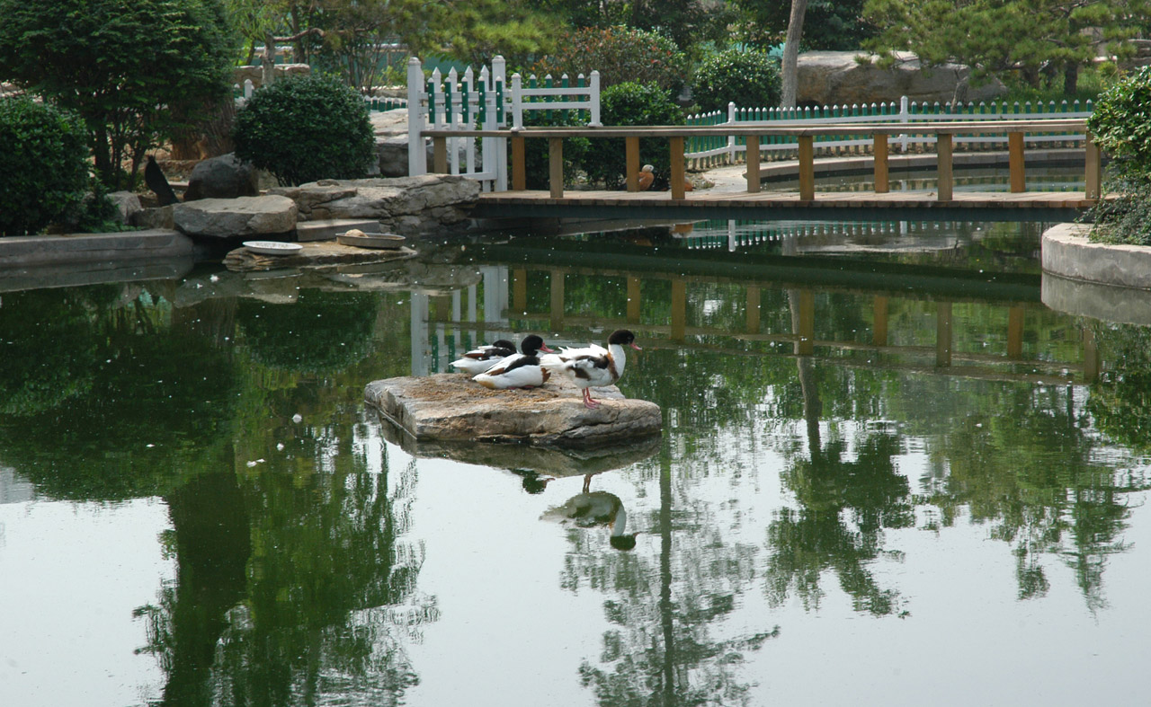 ducks birds ducks on a rock free photo