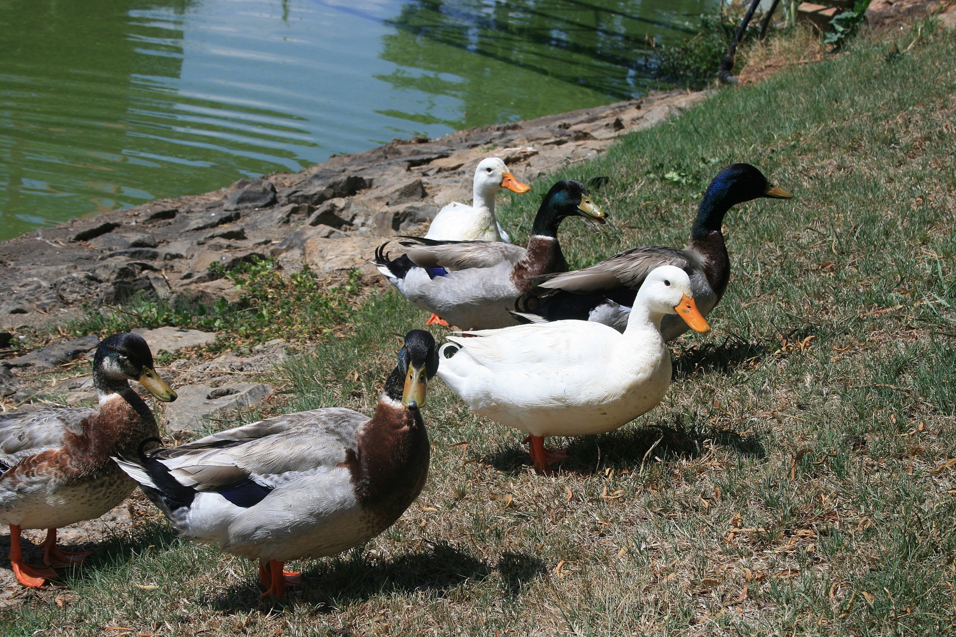 water embankment ducks free photo