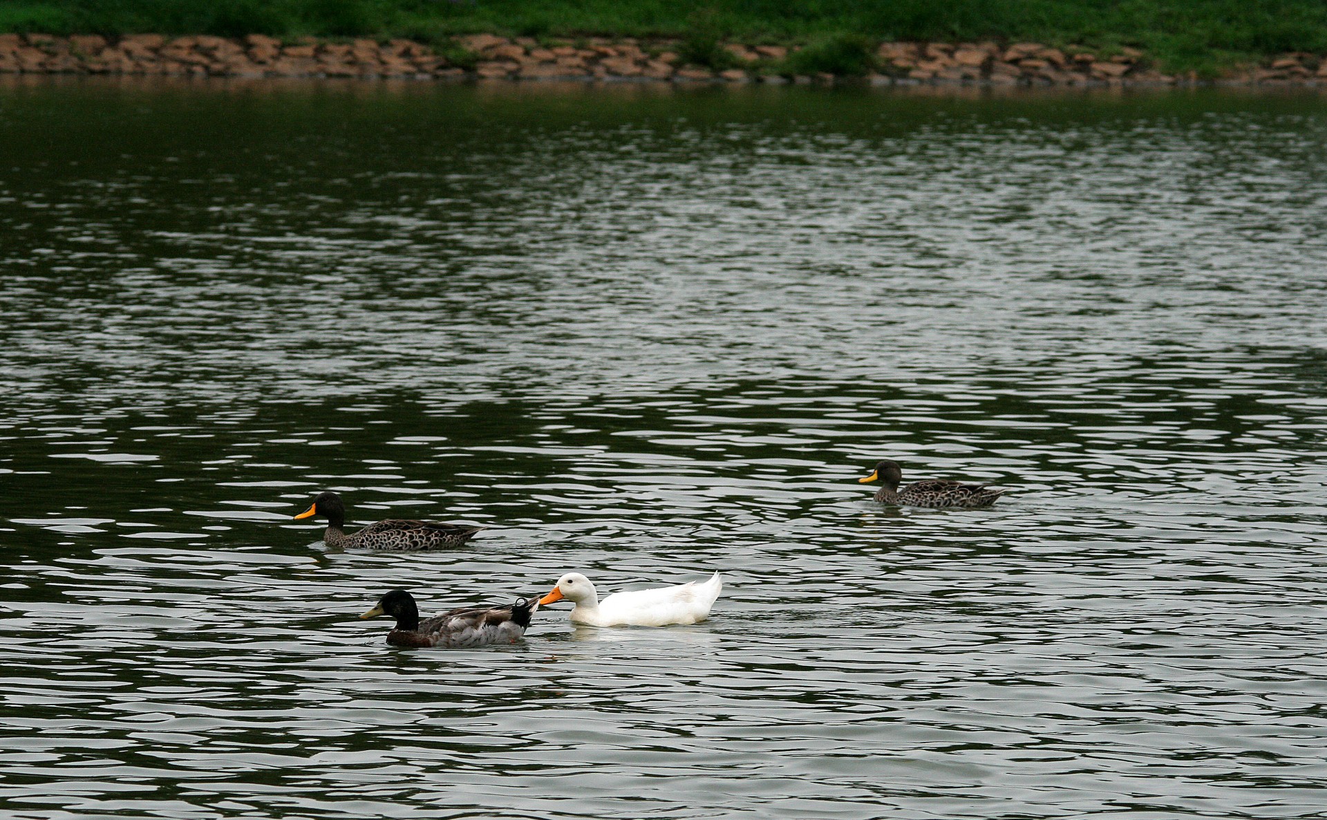 duck water swimming free photo