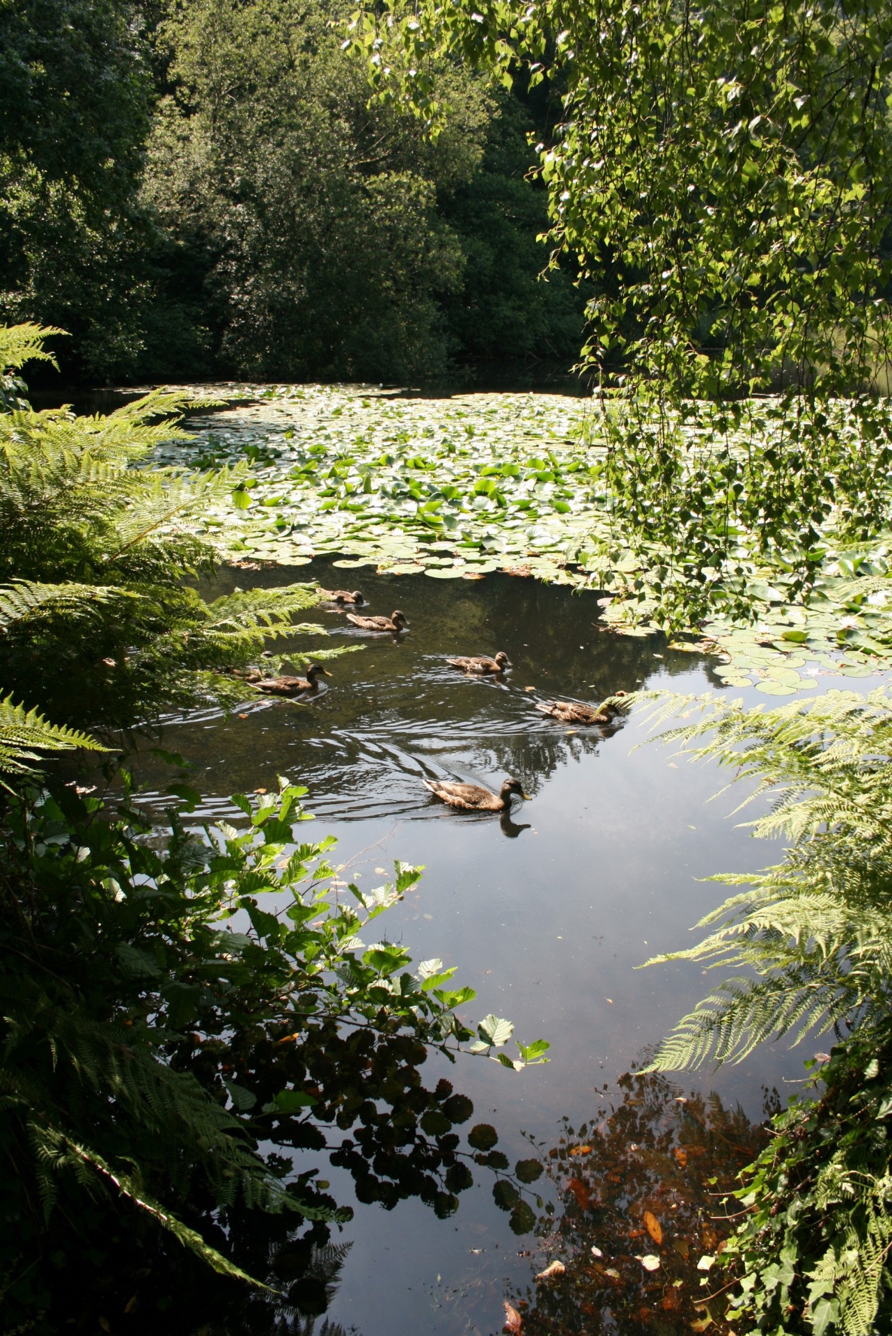 ducks pond swimming free photo