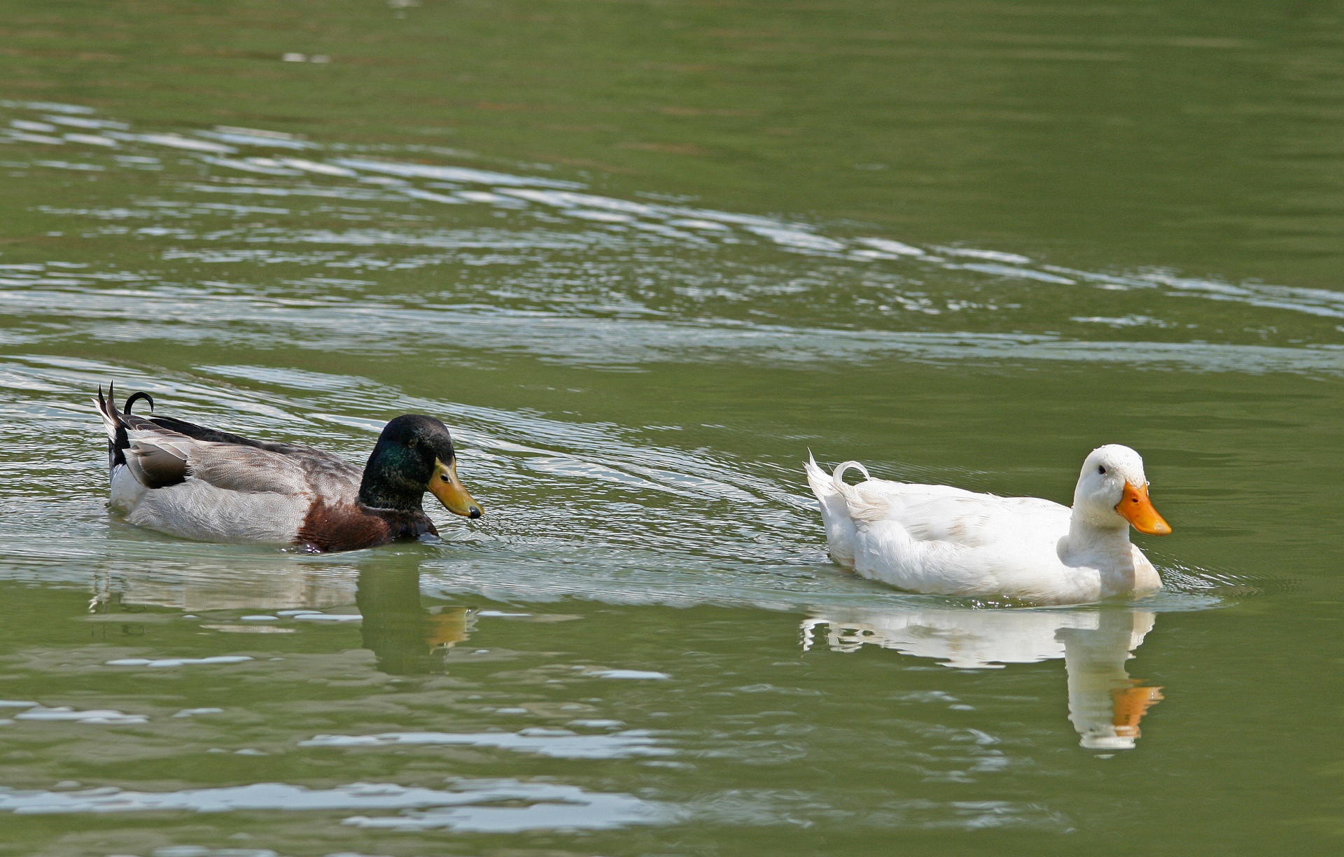 water pond ducks free photo