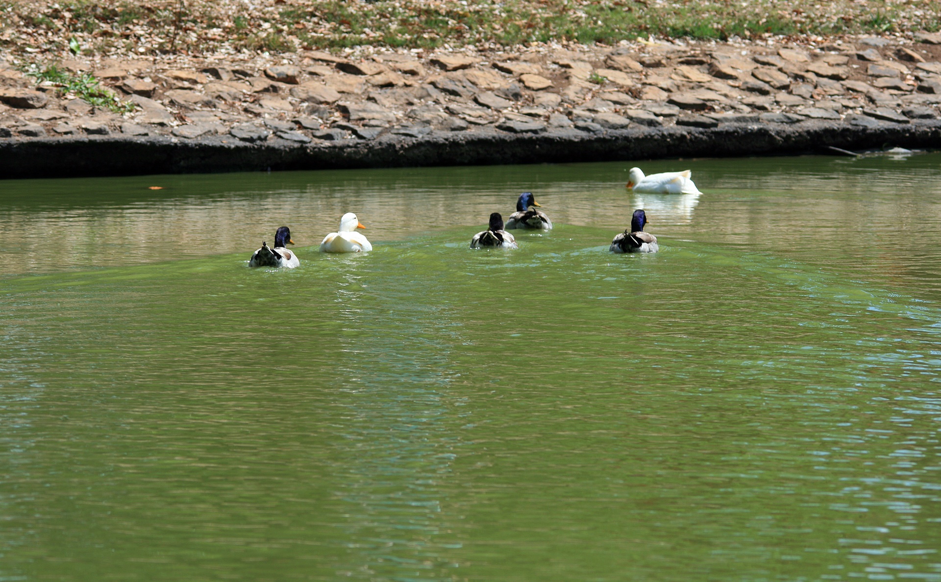ducks fowl water free photo