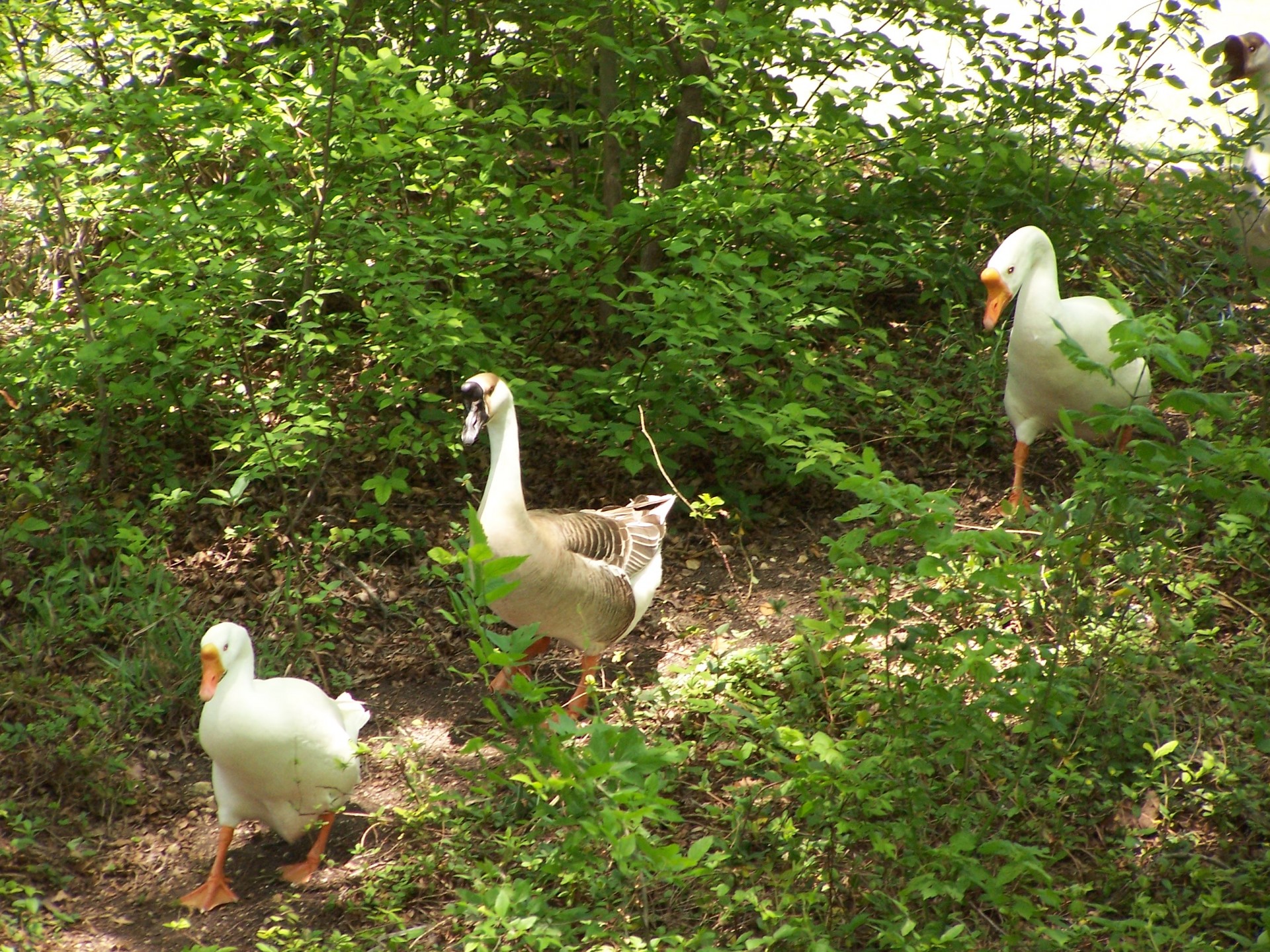 duck ducks ducks walking free photo