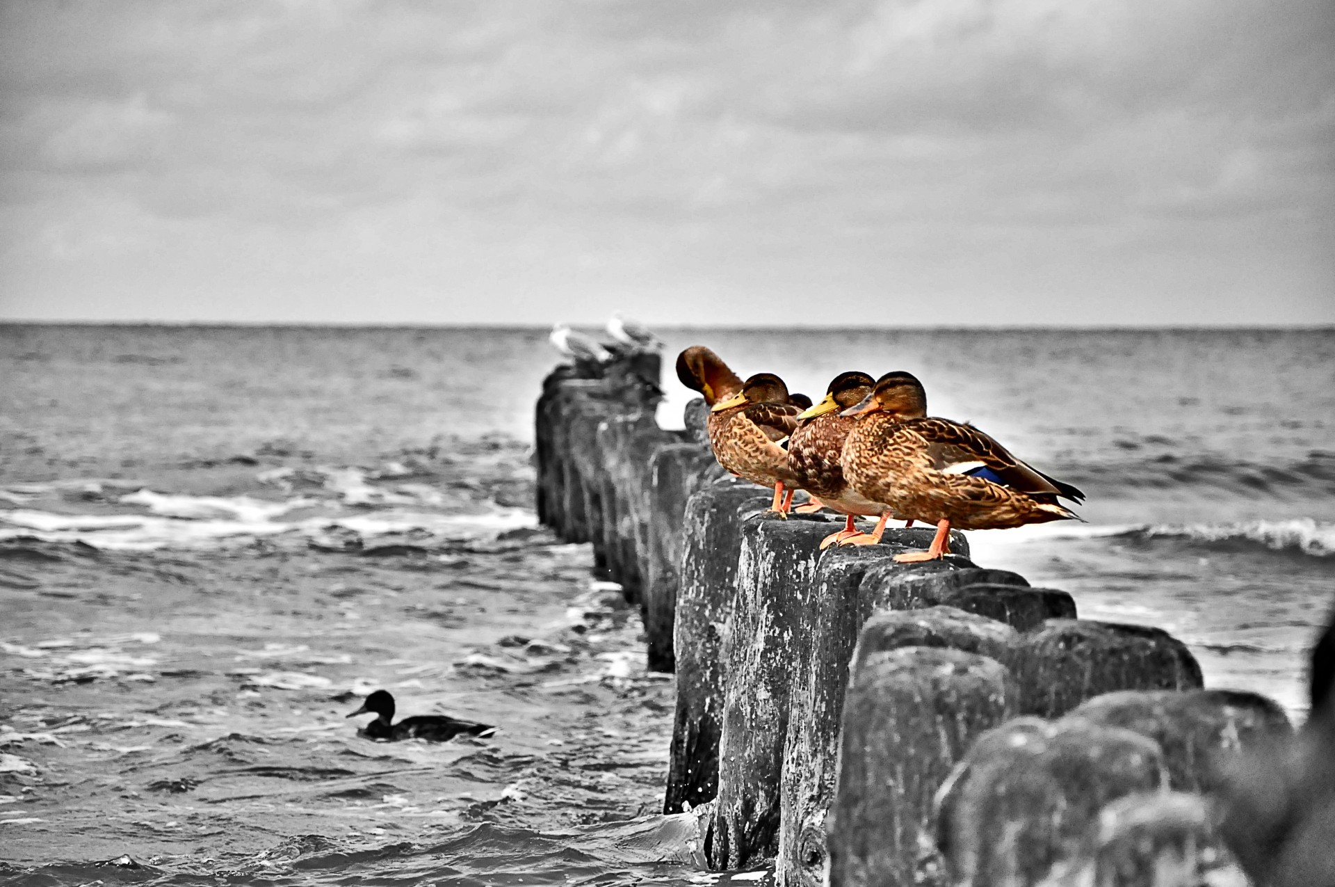 ducks seaside beach free photo