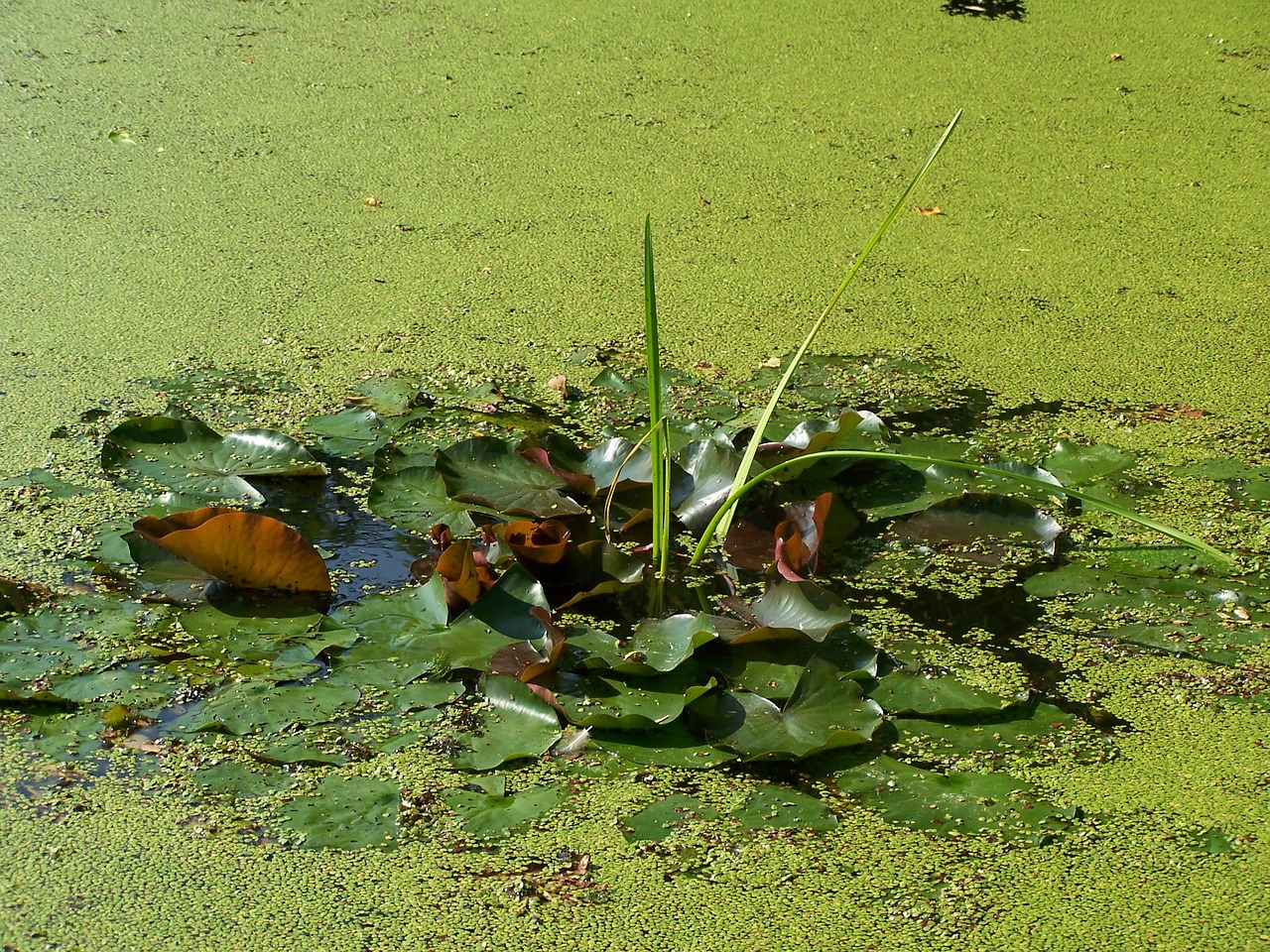 duckweed pond green free photo