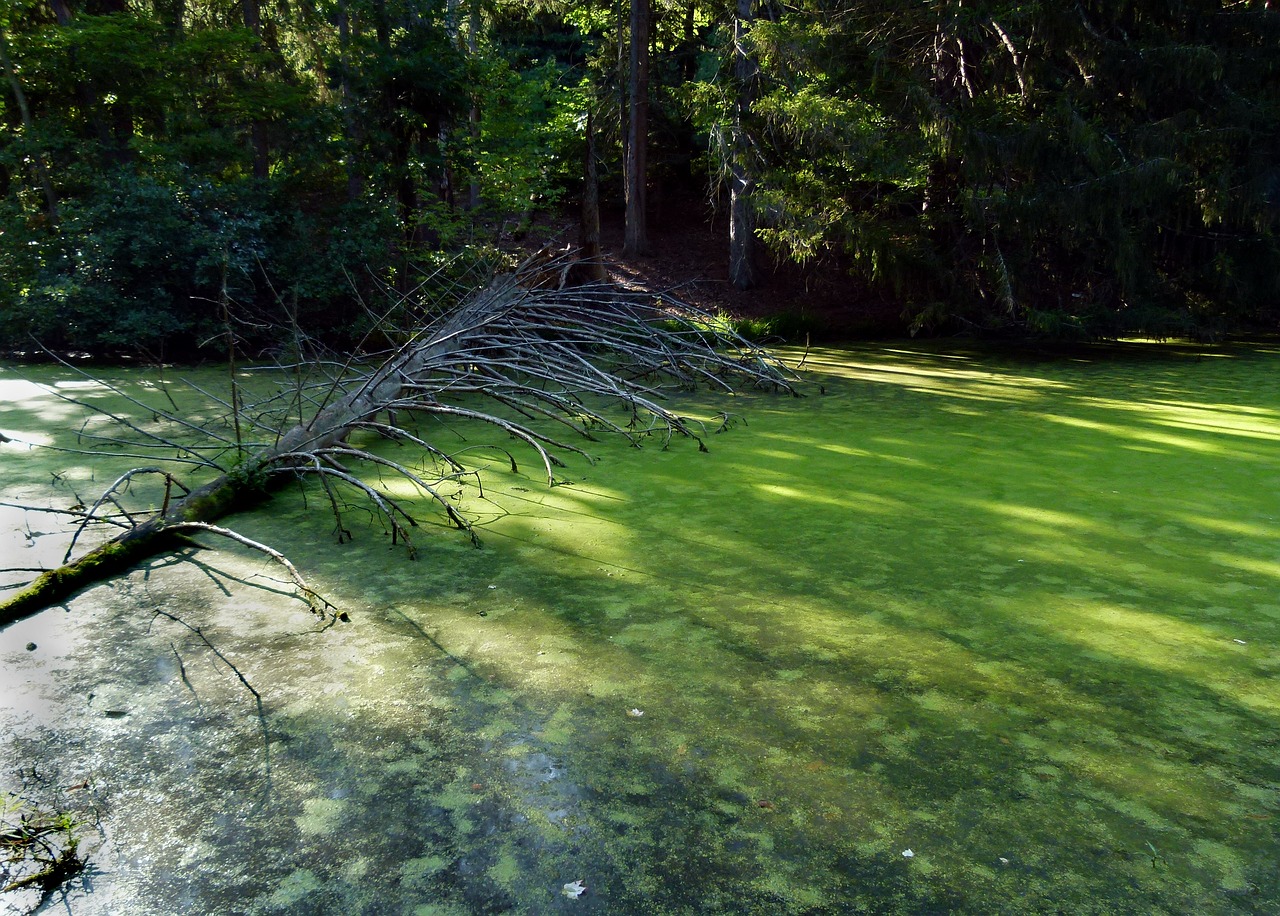 duckweed pond green free photo