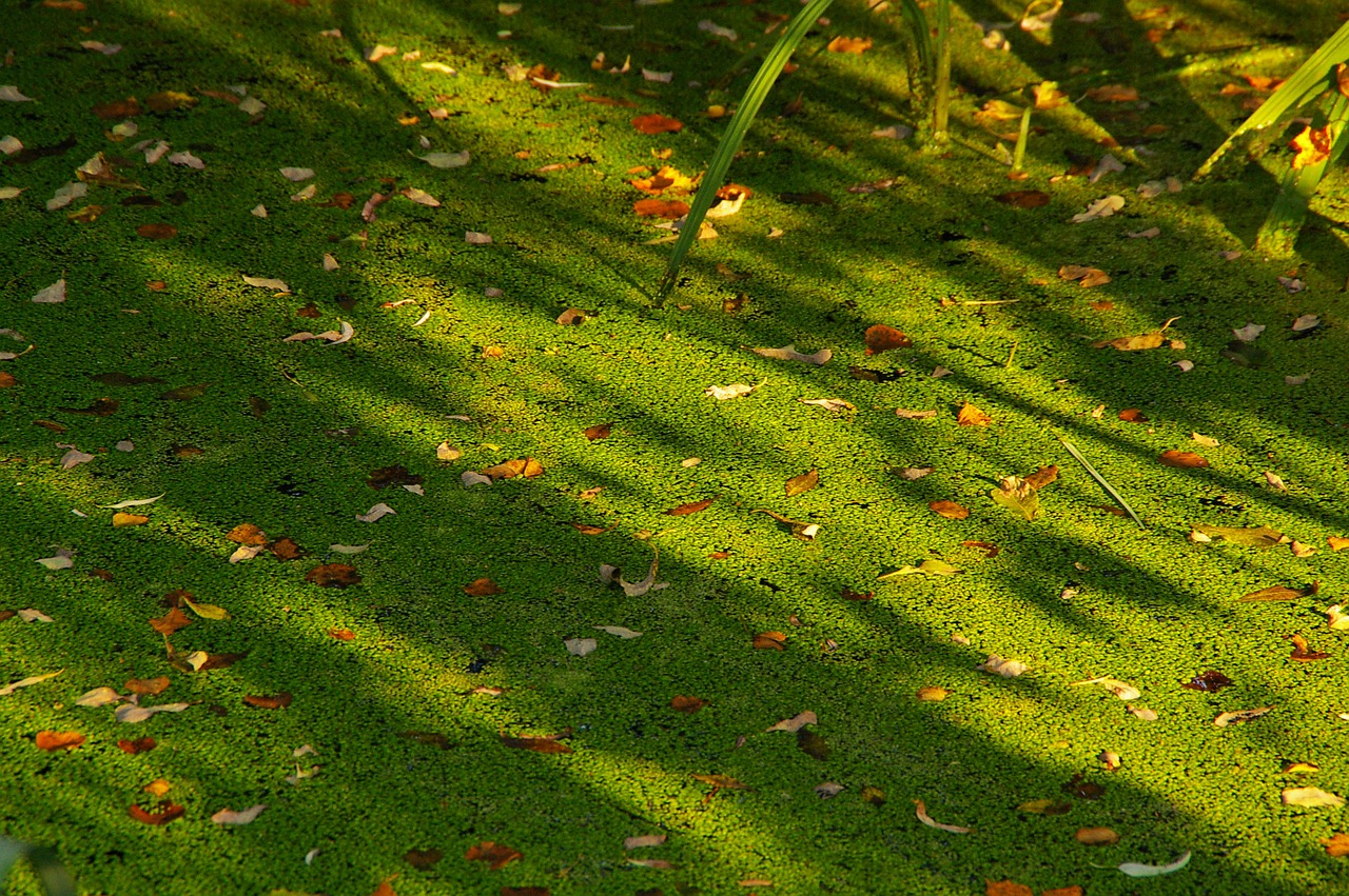 duckweed duck feed pond free photo