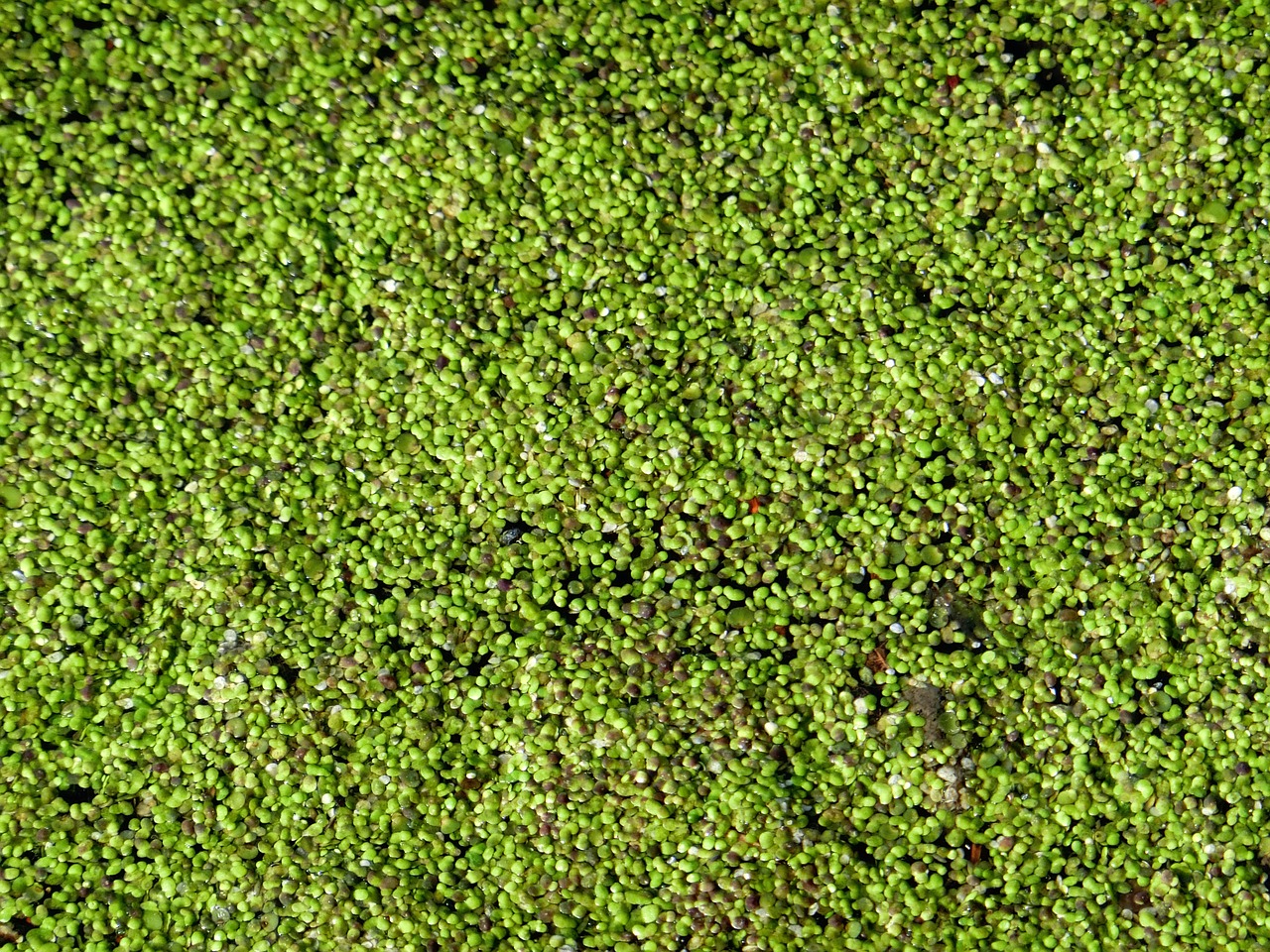 duckweed water lens aquatic plant free photo