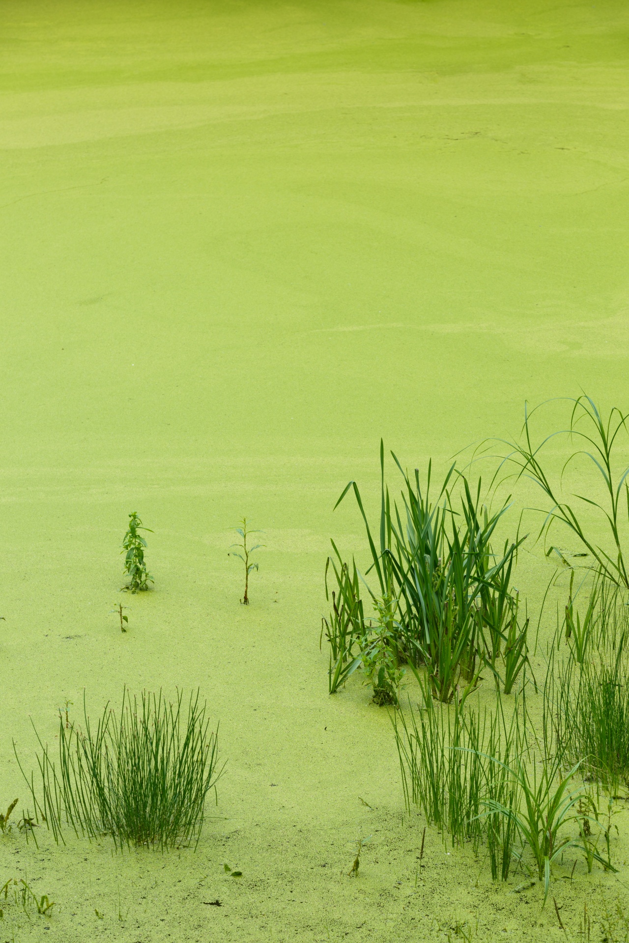 background duckweed environment free photo