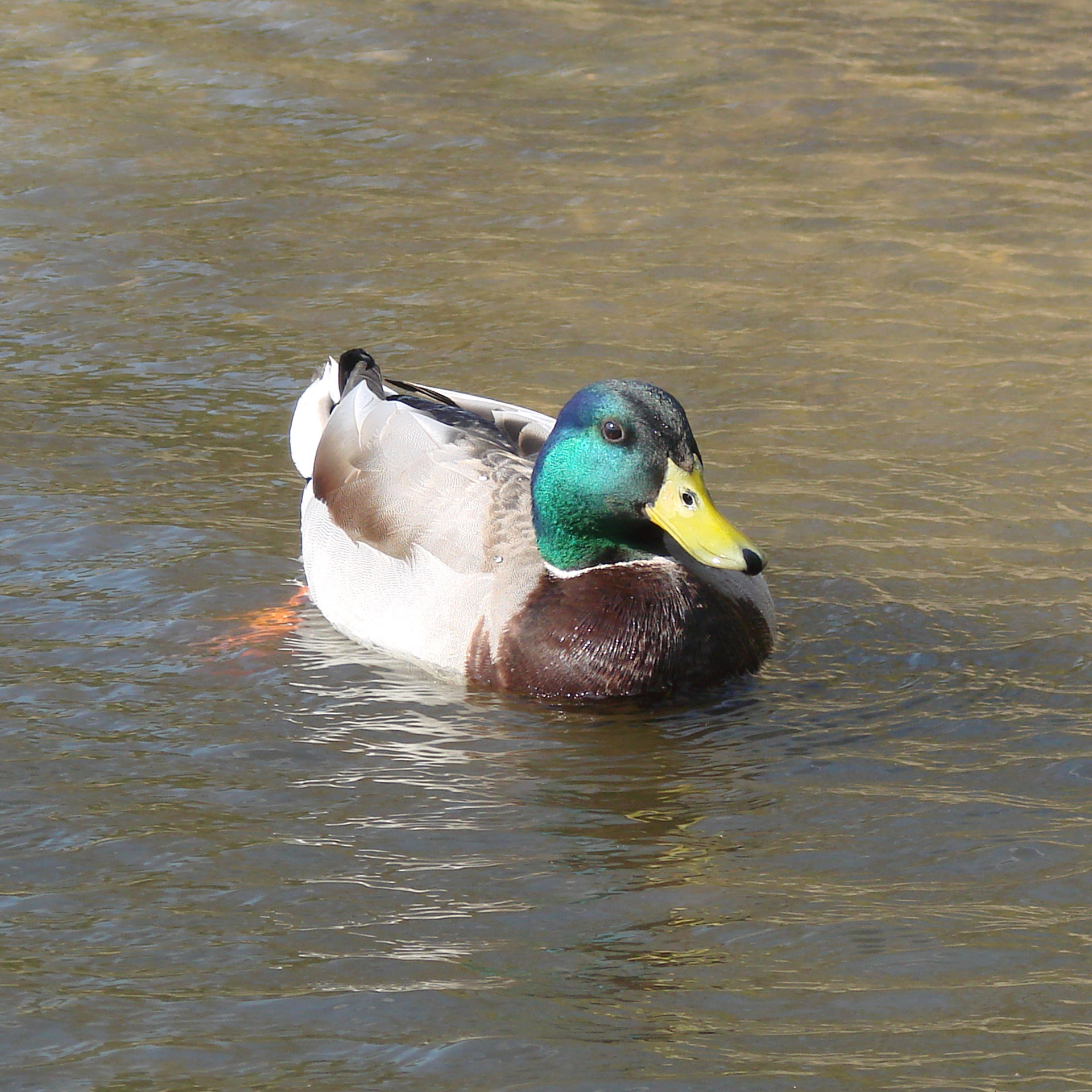 duck male swimming free photo