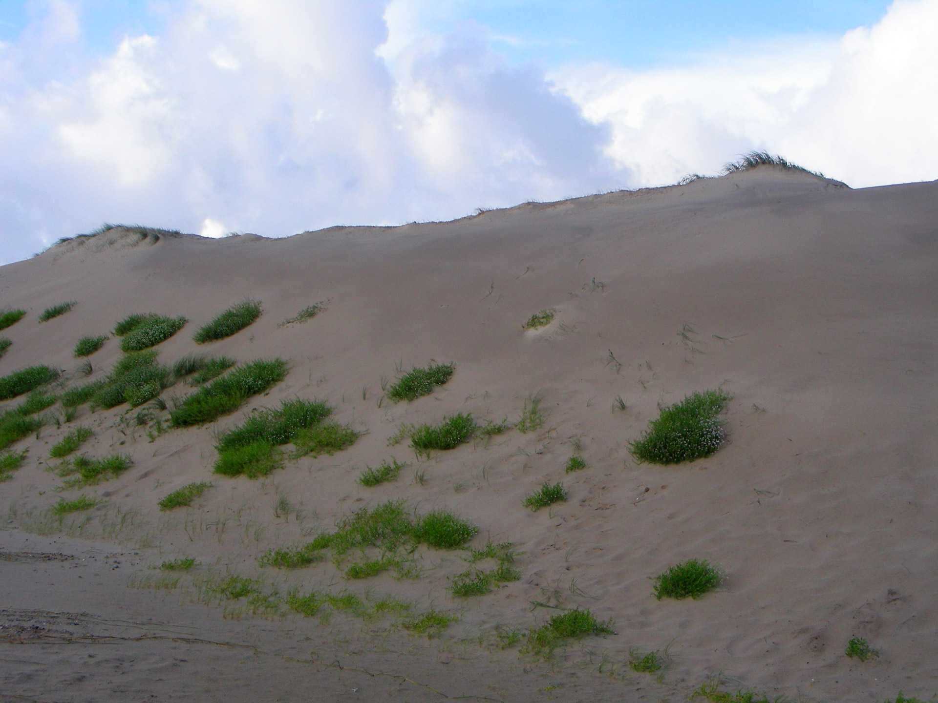 beach sand north sea free photo