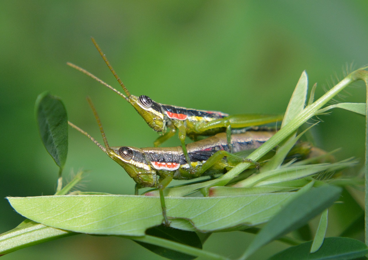 grasshoppers insects couple free photo