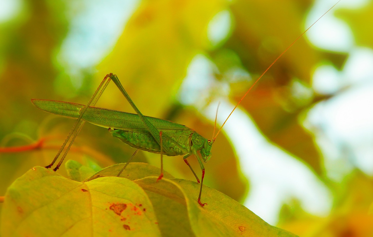 długoskrzydlak sierposz  insect  tettigonia viridissima free photo